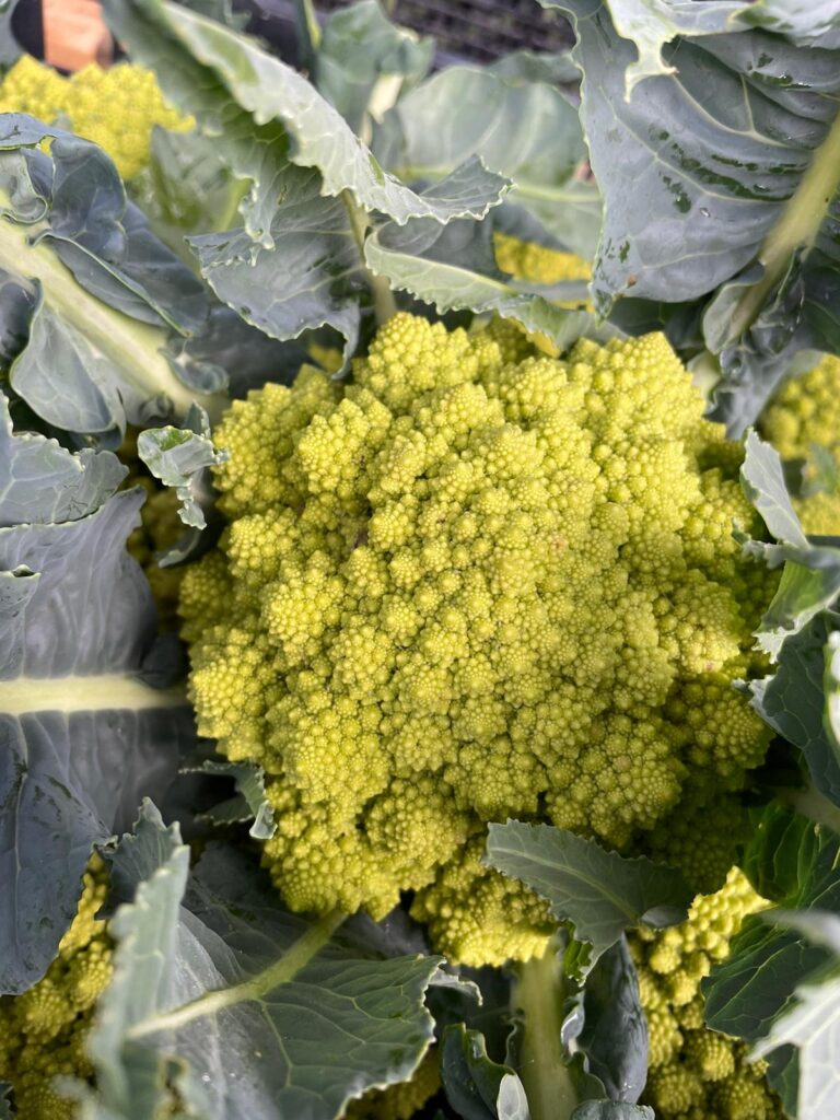Gli Ortaggi di Nonna Edy (Terni) - Broccolo Romanesco